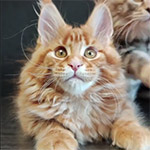Maine coon kitten Dina video 1