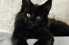 Maine Coon kitten Disel StarPaws, color ns, litter D1, 18.03.2023