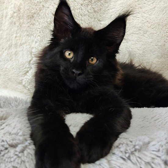 Maine Coon kitten Disel StarPaws, color ns, litter D1, 18.03.2023