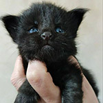 Maine Coon kitten Disel StarPaws, color ns, litter D1, 18.03.2023