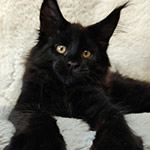 Maine Coon kitten Disel StarPaws, color ns, litter D1, 18.03.2023