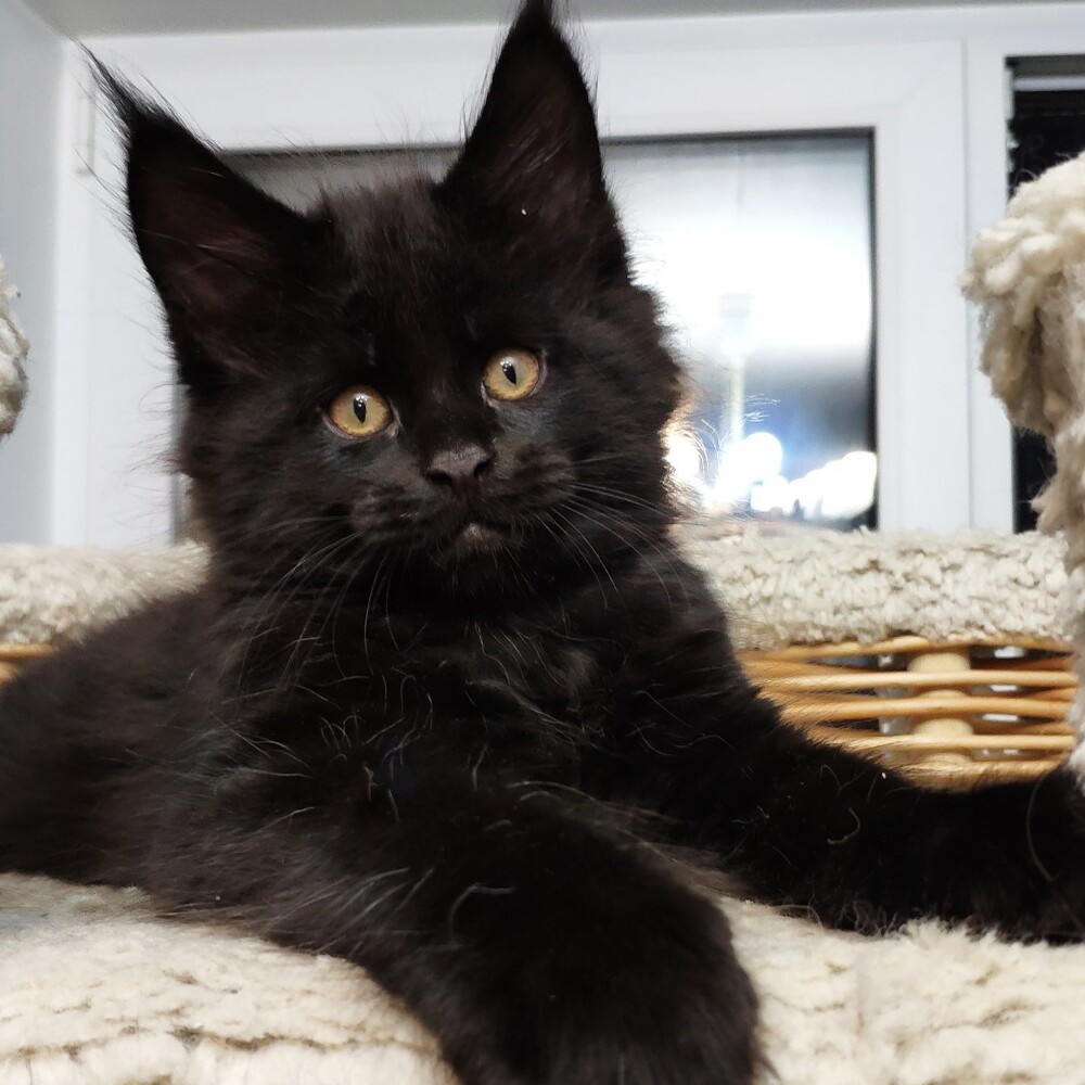 Maine Coon kitten Eisa StarPaws, color n, litter E, 16.10.2019