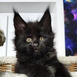 Maine Coon kitten Eisa StarPaws, color n, litter E, 16.10.2019