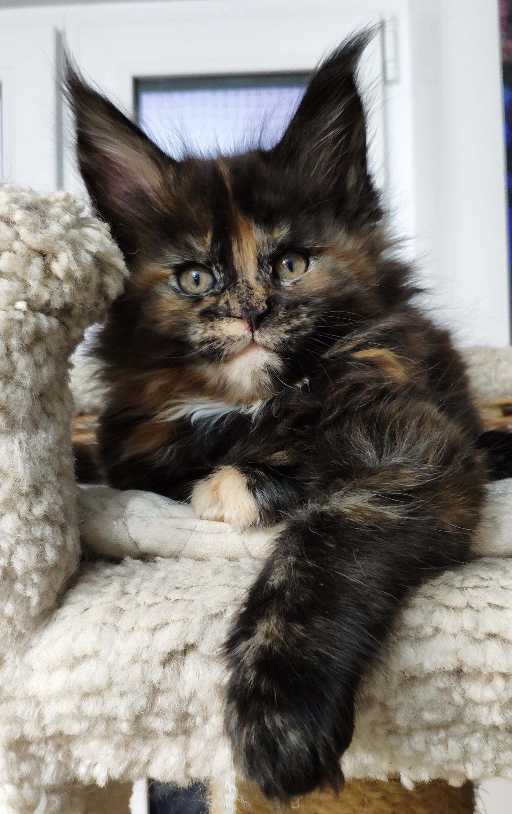 Maine Coon kitten Elisa StarPaws, color f, litter E, 16.10.2019