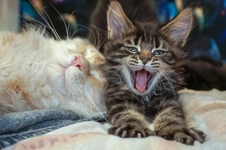 Maine Coon kitten Emka StarPaws, color f, litter E, 16.10.2019