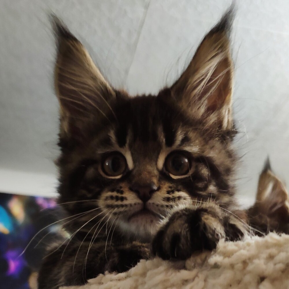Maine Coon kitten Emka StarPaws, color f, litter E, 16.10.2019