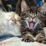 Maine Coon kitten Emka StarPaws, color f, litter E, 16.10.2019