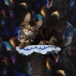 Maine Coon kitten Emka StarPaws, color f, litter E, 16.10.2019