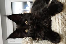 Maine Coon kitten Enzo StarPaws, color n, litter E, 16.10.2019