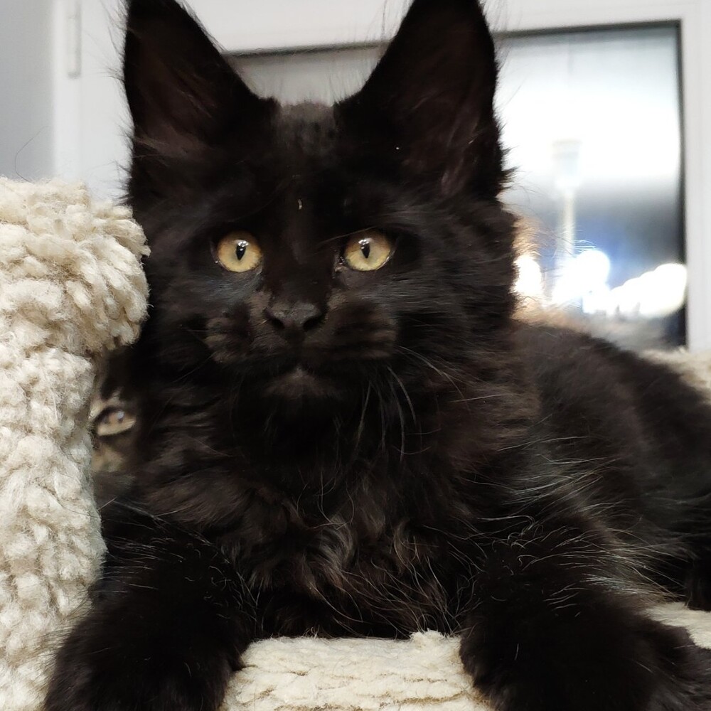Maine Coon kitten Enzo StarPaws, color n, litter E, 16.10.2019