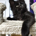 Maine Coon kitten Enzo StarPaws, color n, litter E, 16.10.2019