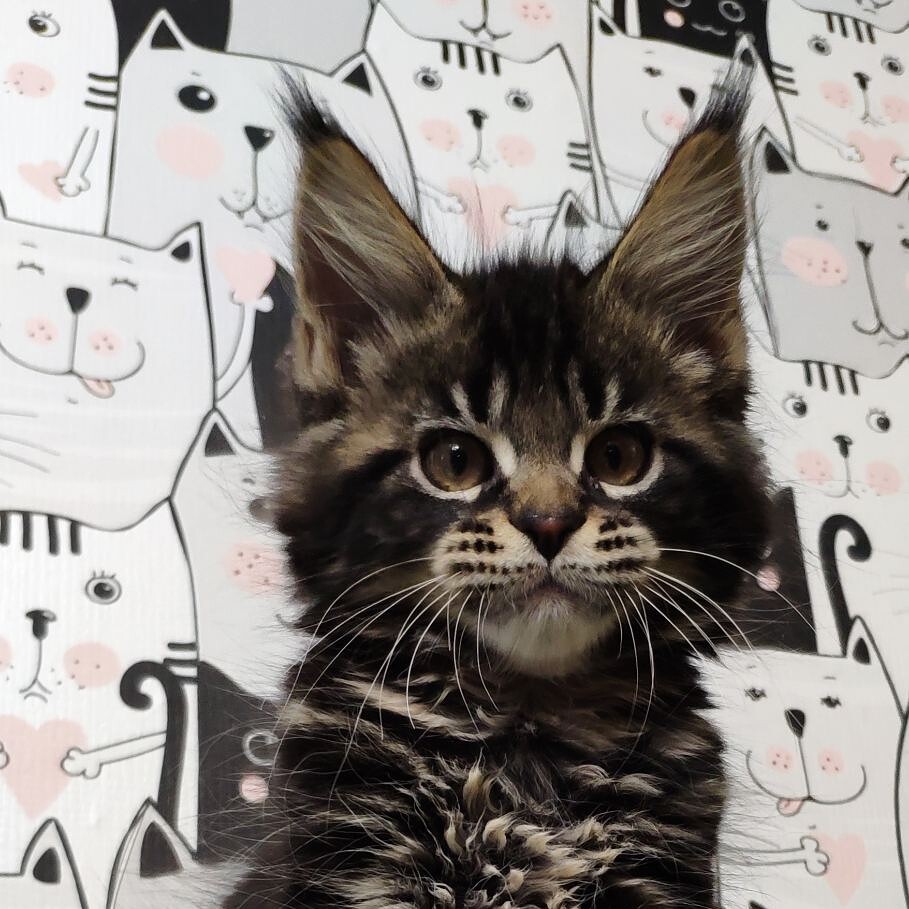 Maine Coon kitten Eshta StarPaws, color n 22, litter E, 16.10.2019