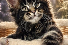 Maine Coon kitten Ethan StarPaws, color n 22, litter E, 16.10.2019