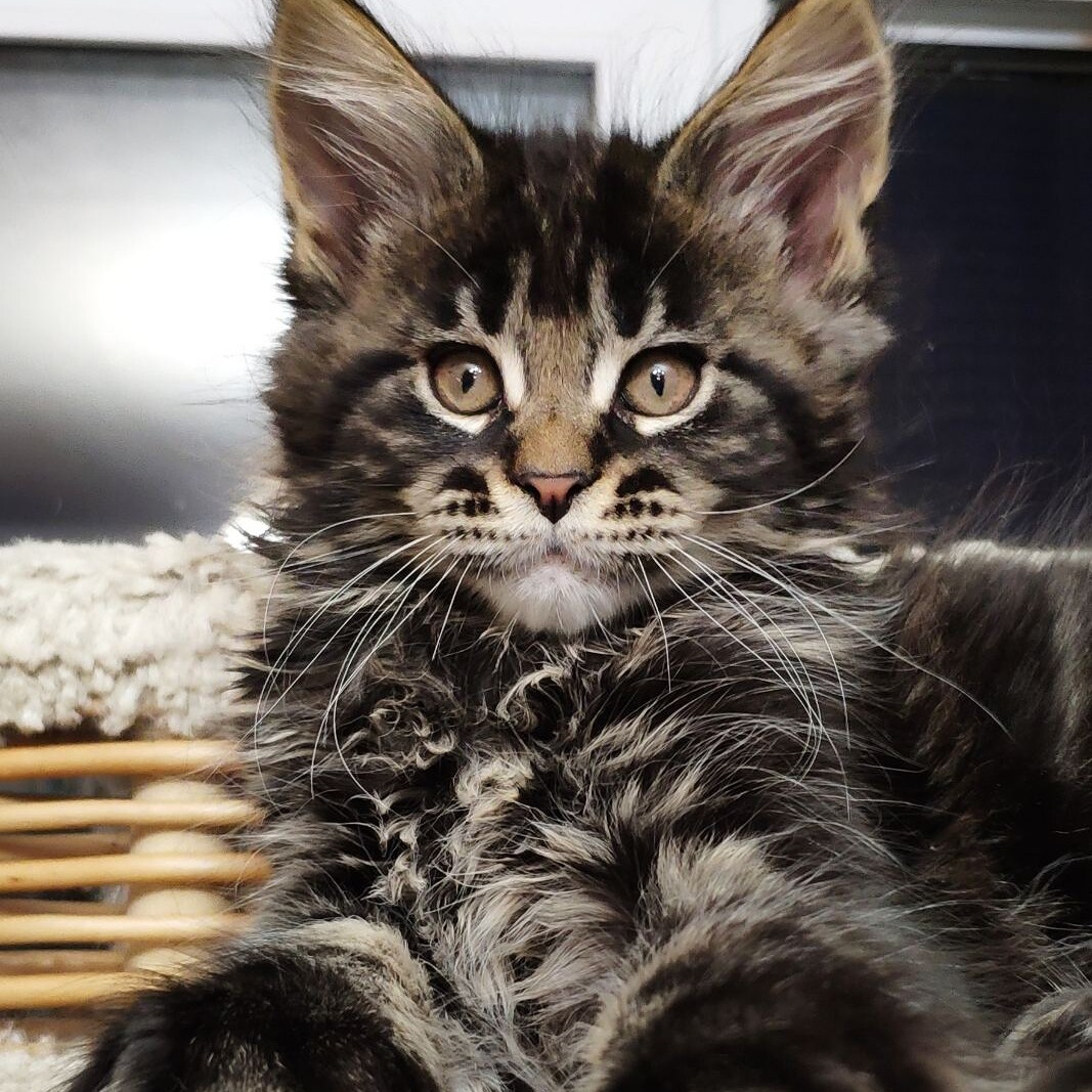 Maine Coon kitten Ethan StarPaws, color n 22, litter E, 16.10.2019