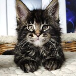 Maine Coon kitten Ethan StarPaws, color n 22, litter E, 16.10.2019