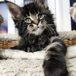 Maine Coon kitten Ethan StarPaws, color n 22, litter E, 16.10.2019