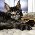 Maine Coon kittens StarPaws, litter E, 16.10.2019