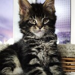 Maine Coon kittens StarPaws, litter E, 16.10.2019