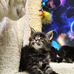 Maine Coon kittens StarPaws, litter E, 16.10.2019