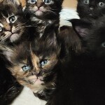 Maine Coon kittens StarPaws, litter E, 16.10.2019