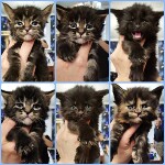 Maine Coon kittens StarPaws, litter E, 16.10.2019