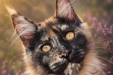 Maine Coon kitten Elina StarPaws, color fs, litter E1, 23.05.2023
