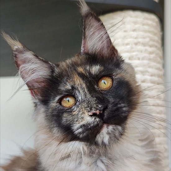 Maine Coon kitten Elina StarPaws, color fs, litter E1, 23.05.2023