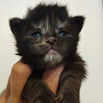 Maine Coon kitten Elina StarPaws, color fs, litter E1, 23.05.2023