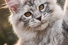 Maine Coon kitten Elka StarPaws, color fs 23, litter E1, 23.05.2023