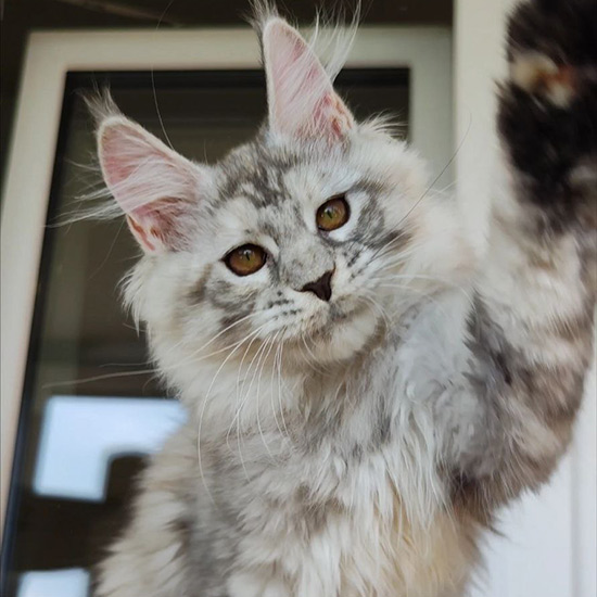 Maine Coon kitten Elka StarPaws, color fs 23, litter E1, 23.05.2023