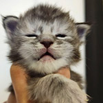 Maine Coon kitten Elka StarPaws, color fs 23, litter E1, 23.05.2023