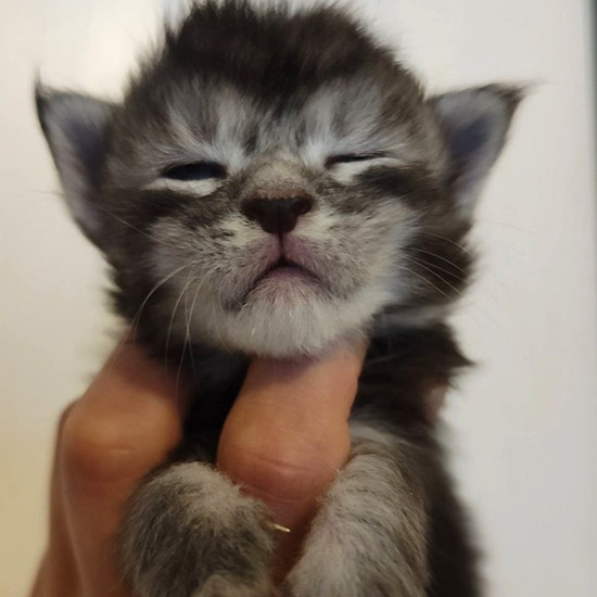 Maine Coon kitten Elvis StarPaws, color ns 23, litter E1, 23.05.2023