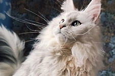 Maine Coon kitten Eva StarPaws, color fs 11, litter E1, 23.05.2023