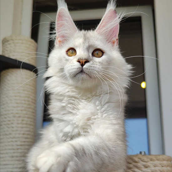 Maine Coon kitten Eva StarPaws, color fs 11, litter E1, 23.05.2023