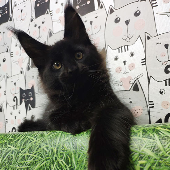 Maine Coon kitten Fabian StarPaws, color n, litter F, 24.04.2019