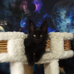 Maine Coon kitten Fabian StarPaws, color n, litter F, 24.04.2019