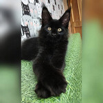 Maine Coon kitten Fabian StarPaws, color n, litter F, 24.04.2019
