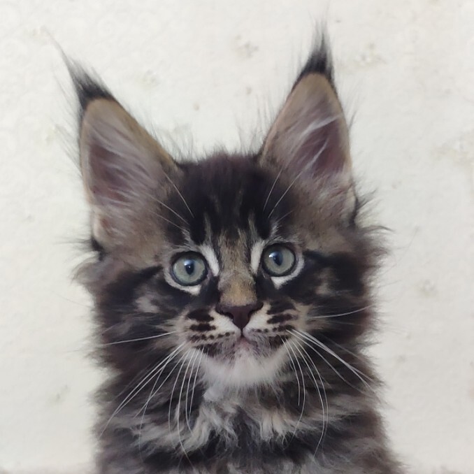 Maine Coon kitten Fedor StarPaws, color n 22, litter F, 24.04.2019