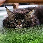 Maine Coon kitten Fedor StarPaws, color n 22, litter F, 24.04.2019