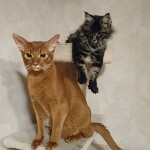 Maine Coon kitten Fedor StarPaws, color n 22, litter F, 24.04.2019