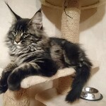 Maine Coon kitten Fedor StarPaws, color n 22, litter F, 24.04.2019