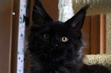 Maine Coon kitten Fenix StarPaws, color n, litter F, 24.04.2019