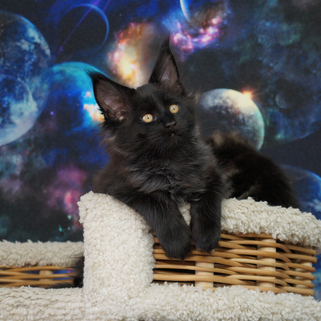 Maine Coon kitten Fenix StarPaws, color n, litter F, 24.04.2019
