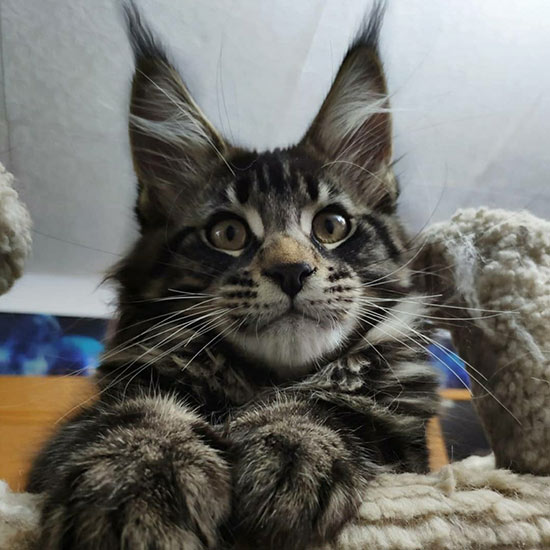 Maine Coon kitten Finnick StarPaws, color n 22, litter F, 24.04.2019