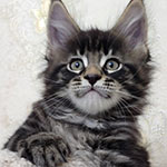 Maine Coon kitten Finnick StarPaws, color n 22, litter F, 24.04.2019