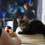 Maine Coon kitten Finnick StarPaws, color n 22, litter F, 24.04.2019