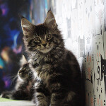 Maine Coon kitten Finnick StarPaws, color n 22, litter F, 24.04.2019