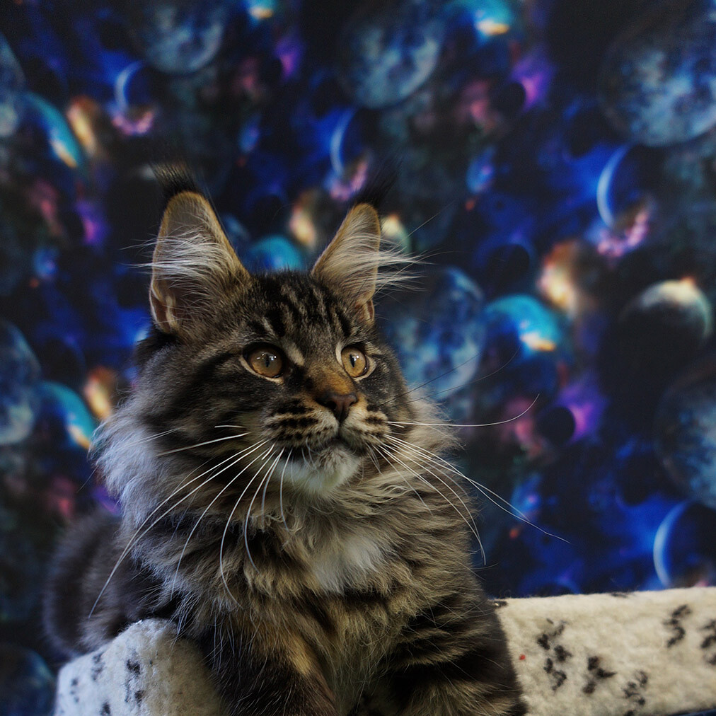 Maine Coon kitten Floyd StarPaws, color n 22, litter F, 24.04.2019