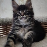 Maine Coon kitten Floyd StarPaws, color n 22, litter F, 24.04.2019