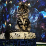 Maine Coon kitten Floyd StarPaws, color n 22, litter F, 24.04.2019